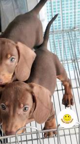 QWW2288 Dachshund short haired adorable puppy