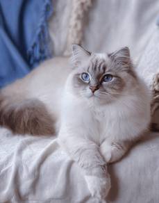 Ragdoll Kitten