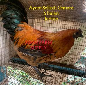 Ayam Selasih Cemani