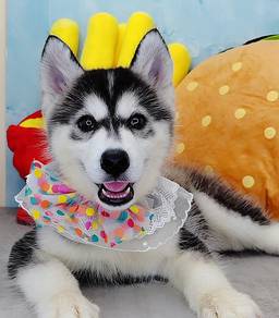 Alaskan Wooly Husky