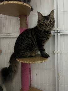 Mix Breed Long Hair Cat
