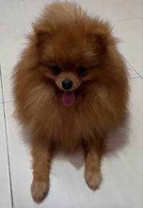 Pomeranian