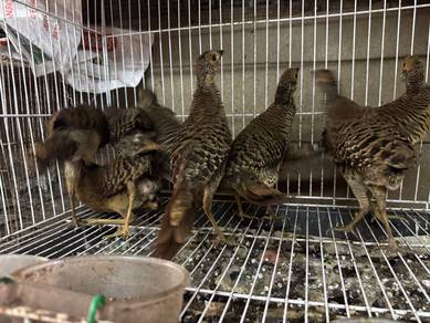 Anak kuang red golden