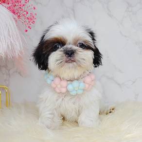 Shih Tzu