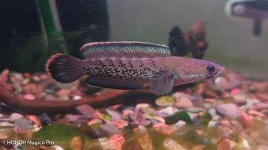 channa Stewarti