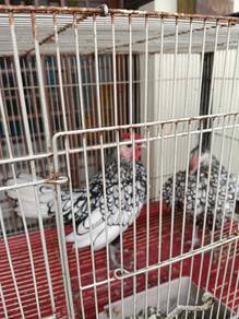 Ayam polland