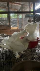 merpati merak