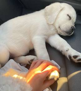 Ladrador Retriever