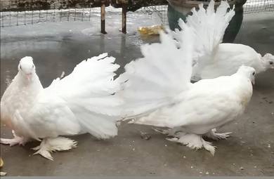 Burung Merpati India Fantail Induk 