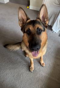 German shepherd