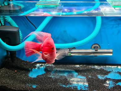 Red Parrot Fish