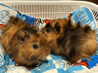ABBY GUINEA pig