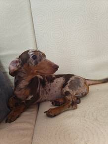 Dachshund 