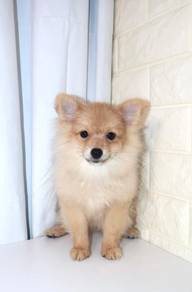 J0613 Pomeranian Cute Tiny Paw Little Puppy