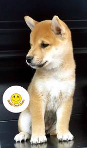 MM1212 Shiba Inu adorable funny puppy dog