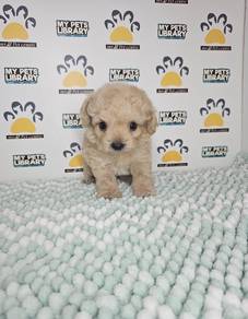 toy poodle