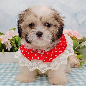 Shih Tzu