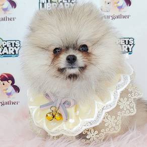 Pomeranian