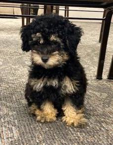 G69055 Black Tan haired Toy Poodle puppy dog