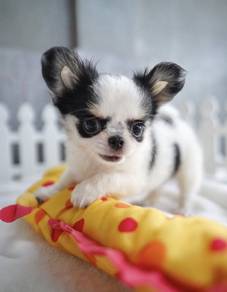 CHIHUAHUA PUPPIES 189🌷Head Apple Bonnie Dog Boy