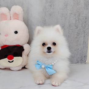Pomeranian