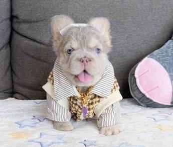 FRENCH BULLDOG PUPPIES VIP157 🌻super fluffy Boy