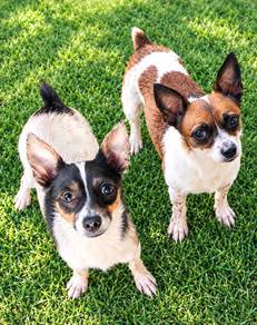 Jack Russell Terrier