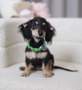 Dachshund Puppies RB7 🌻 Rabbit size 4 month