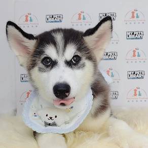 Husky