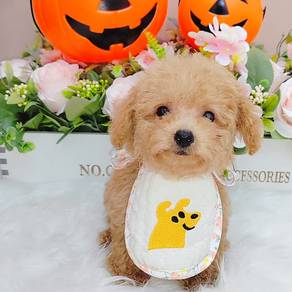 Poodle