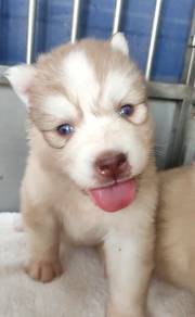 Wooly husky high quality