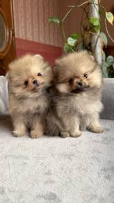 Snugglebug Pomeranian cute face puppy Baby Puppy