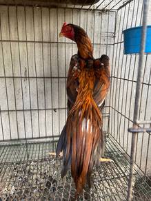 ayam ratu nokdeng