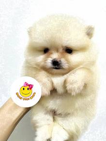 GG_944 TINY Pomeranian thick haired puppy