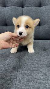 柯基女
Corgi
Female
WF-1
Dob : 28-06-26
