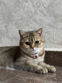 BSH for sale
