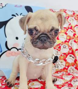 Pug