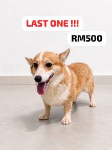 corgi last one 