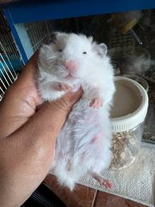 Hamster Big Bone b1