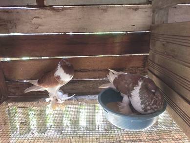 Burung merpati Pomer