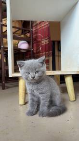 scottish blue straight ear female
