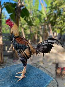 ayam baka