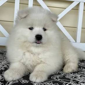 U173 Warm-hearted Samoyed Cute Fluffy Puppy Baby D
