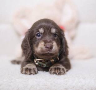 MINIATURE DACHSHUND Puppies D174 PREMIUM Quality