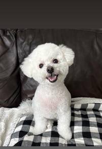 A8969 Bubble of love Bichon friendly playful adora