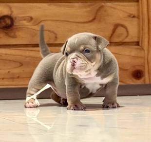 AMERICAN BULLY PUPPIES D73 🐻 Available Exotic