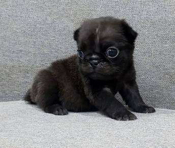 PUG PUPPIES 620🌻 REHOME Black Pug
