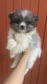 陨石博美男
male
dob, 出生 7月