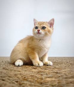Purebred BSH Golden Kitten Female