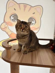 British Shorthair Fold